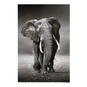 Poster Olifant papier - zwart - 61 x 91,5 cm