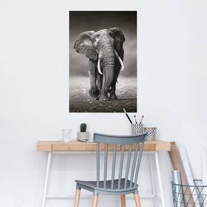 Poster Olifant papier - zwart - 61 x 91,5 cm