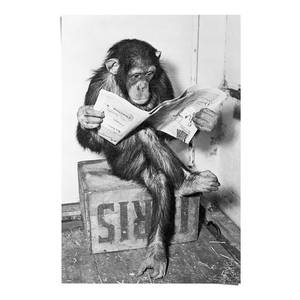 Poster Chimp Zeitung Papier - Schwarz - 61 x 91,5 cm