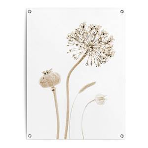 Kunstdruck Trockenblumen PVC - Beige - 60 x 80 cm