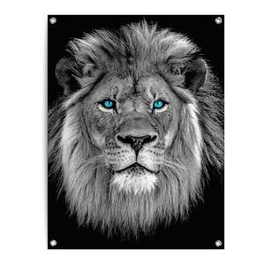 Kunstdruck Löwe mit blaue Augen PVC - Schwarz - 60 x 80 cm