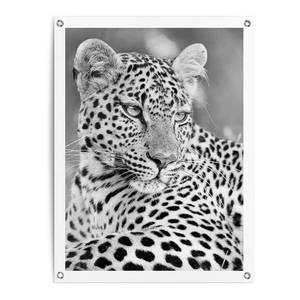 Kunstdruck Leopard PVC - Schwarz - 60 x 80 cm