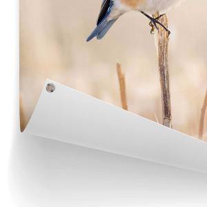 Kunstdruck Blauer Vogel PVC - Blau - 60 x 80 cm