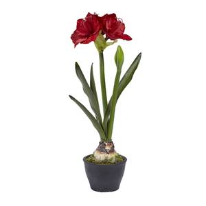 Amaryllis im Topf Weiß - Kunststoff - 1 x 70 x 1 cm