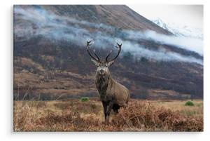 Leinwandbild Natur Hirsch BERGE Natur 3D 30 x 20 x 20 cm