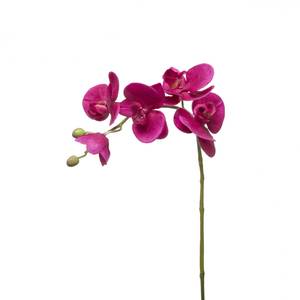 Orchidee Phalaenopsis Forever Neonpink