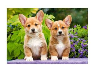 Puzzle Welsh Corgi Puppies 1000 Teile Papier - 25 x 5 x 35 cm