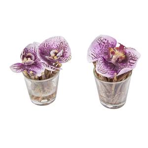 Orchideen in Wasserillusion Sissi Creme