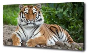 Wandbild Sibirischer Tiger Braun - Textil - Holz teilmassiv - 100 x 50 x 4 cm