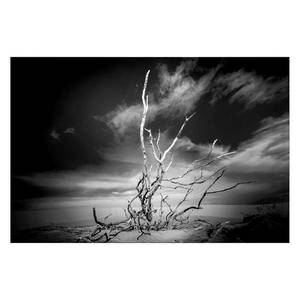 Bild Dry Tree Leinwand - Schwarz / Weiß