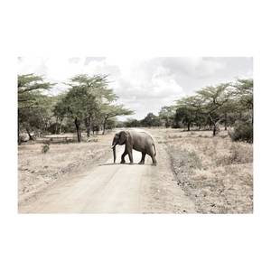 Impression dart Elephant Toile - Beige / Vert - Largeur : 45 cm