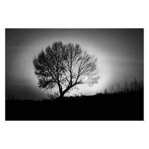 Bild Lonely Black Tree Leinwand - Schwarz / Weiß