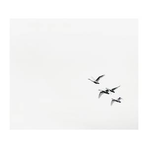 Leinwandbild Swanrise Leinwand- Schwarz / Weiß - Breite: 60 cm