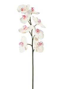 Orchidee Phalaenopsis Pink - Kunststoff - 1 x 60 x 1 cm