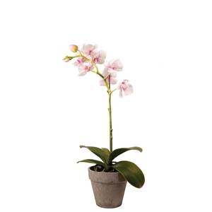 Orchidee Dendrobium im Topf Pink - 1 x 33 x 1 cm