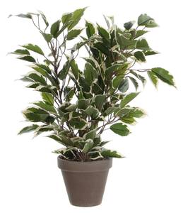 Plante artificielle Ficus Natasja Blanc crème - Vert