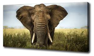 Wandbild Elefant Savanne Braun - Textil - Holz teilmassiv - 100 x 50 x 4 cm