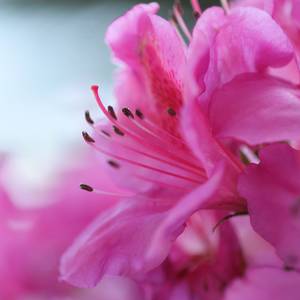 Image sous verre Pink Flower 20 x 20 cm