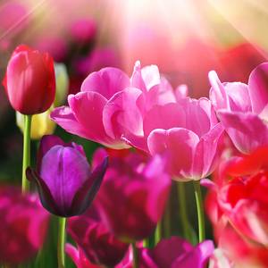 Immagine su vetro di tulipani rosa 30 x 30