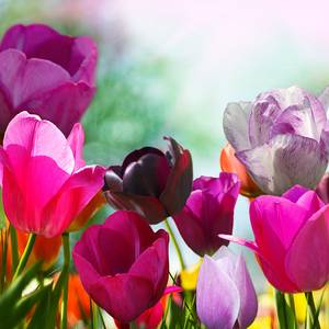 Afbeelding achter glas Rosa Tulpen II print achter glas