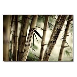Leinwandbild Bamboo Forest Leinwand - Beige / Grün