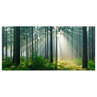 Tableau magnétique Enlightened Forest Acier / Film vinyle - Vert