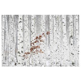 Fotomurale Alberi bianchi in autunno Tessuto non tessuto - Bianco - 432 x 290 cm