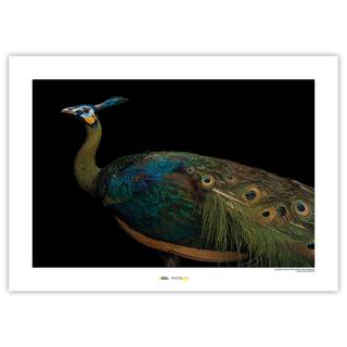 Poster Java Green Peafowl Carta - Multicolore