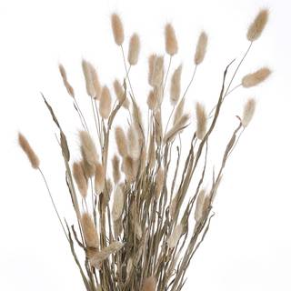 Trockenblumen Lagurusgras FLOWER MARKET Pflanzenblatt - Natur