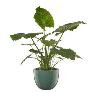 Blumentopf GLAZE II Steinzeug - Grün - Durchmesser: 33 cm