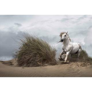 Fotomurale Cavallo e spiaggia Tessuto non tessuto - Bianco / Grigio / Verde - 3,84cm x 2,6cm
