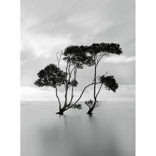 Fotomurale Trees In Still Water Tessuto non tessuto - Nero / Bianco - 1,92cm x 2,6cm