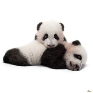 Fotomurale Giant Panda Tessuto non tessuto - Nero / Bianco