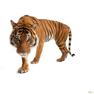 Papier peint Tiger Intissé - Orange / Blanc