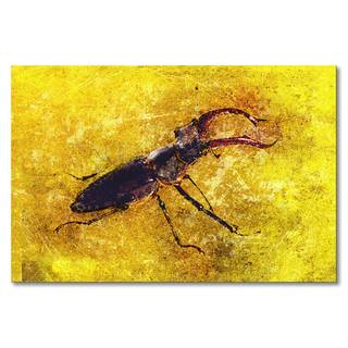 Afbeelding Stag Beetle massief sparrenhout/textielmix - 80 x 120 cm