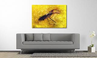 Afbeelding Stag Beetle massief sparrenhout/textielmix - 80 x 120 cm