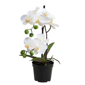 Orchidee im Topf FLORISTA
