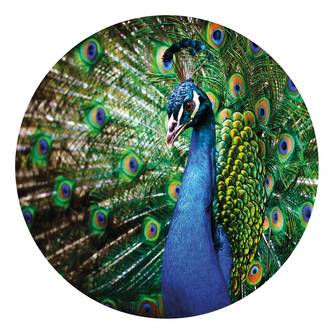 Fotobehang Beautiful Peacock