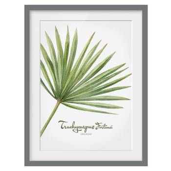 Afbeelding Aquarel Trachycarpus III