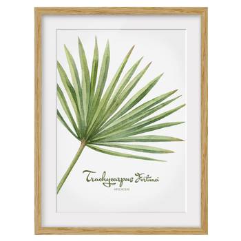 Afbeelding Aquarel Trachycarpus IV