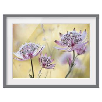 Impression d’art Astrantia Major III