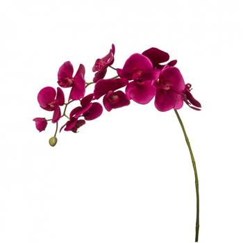 Orchidee Phalaenopsis Forever