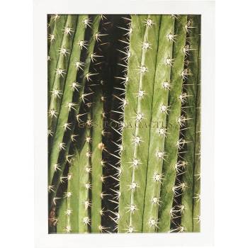 Affiche encadrée cactus