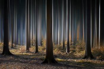 Tableau forêt fantastique