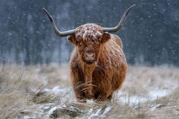 Tableau Vache Highland