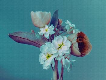 Fototapete Blumen Vintage Blau Lila Weiß