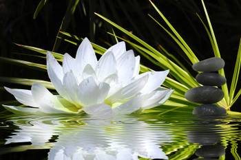 Tableau fleur de lotus et galets