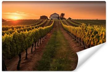 Papier Peint Vignoble Paysage Nature 3D