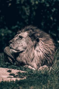 Tableau lion mon roi