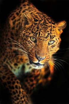 Tableau le léopard